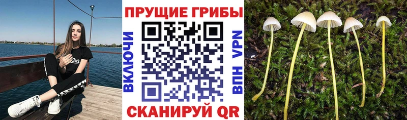 как найти закладки  Кандалакша  Псилоцибиновые грибы Psilocybe 
